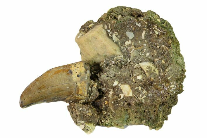 Serrated Tyrannosaur Tooth on Rock - Judith River Formation #149107